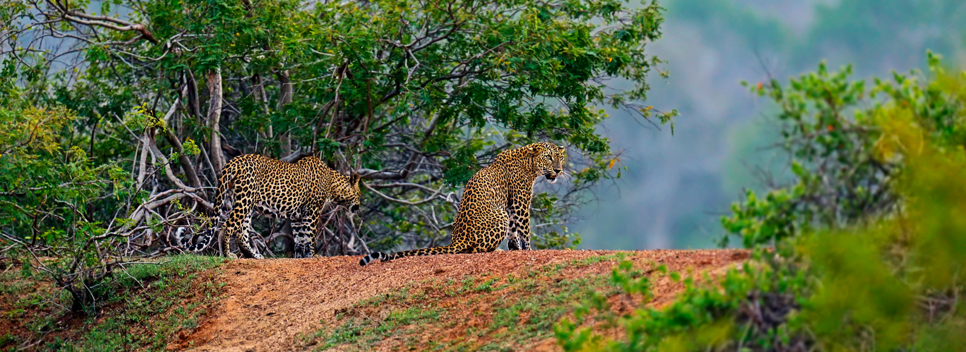 A Decade of Deep Roots: Celebrating 10 Years of Lanka Nature Conservationists