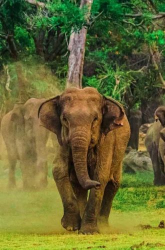 UdawalaweNationalParkSafari